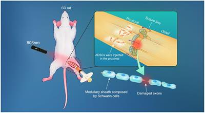 Nerve Suture Combined With ADSCs Injection Under Real-Time and Dynamic NIR-II Fluorescence Imaging in Peripheral Nerve Regeneration in vivo